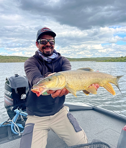 barbo comizo pantano de la serena