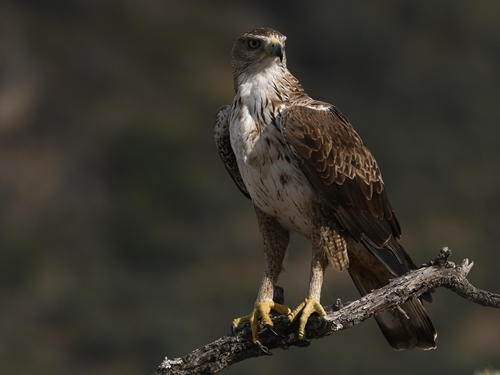 Fauna cerro masatrigo 1