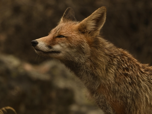 Fauna cerro masatrigo 2