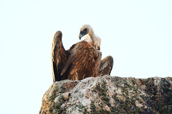 Fauna Cerro Masatrigo 01