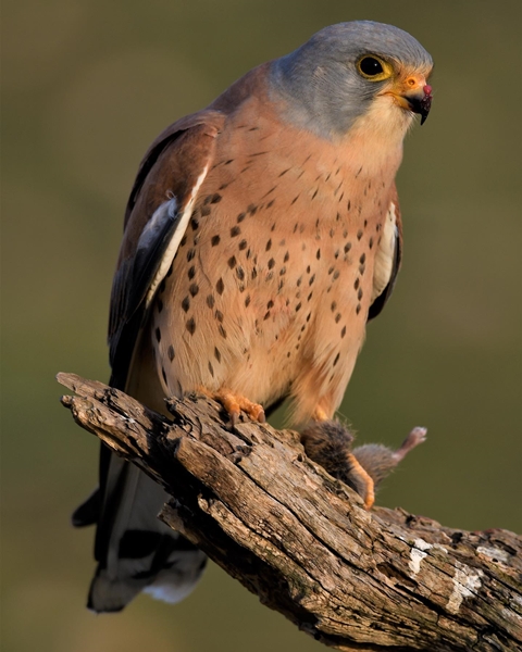 Fauna Cerro Masatrigo 04