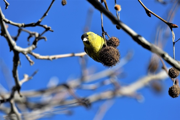 Fauna Cerro Masatrigo 101