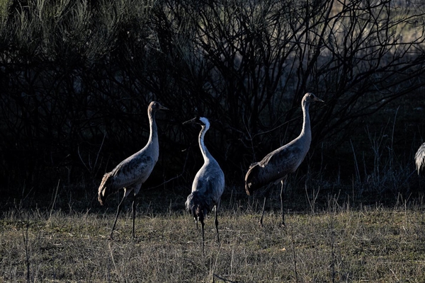 Fauna Cerro Masatrigo 102