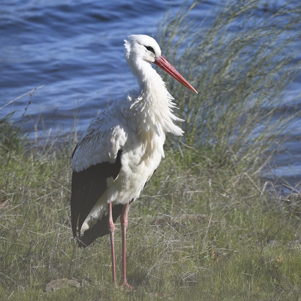 Fauna Cerro Masatrigo 106