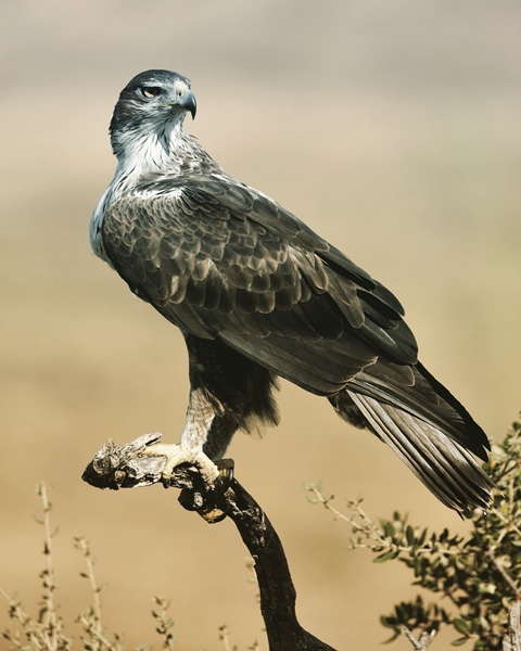 Fauna Cerro Masatrigo 107