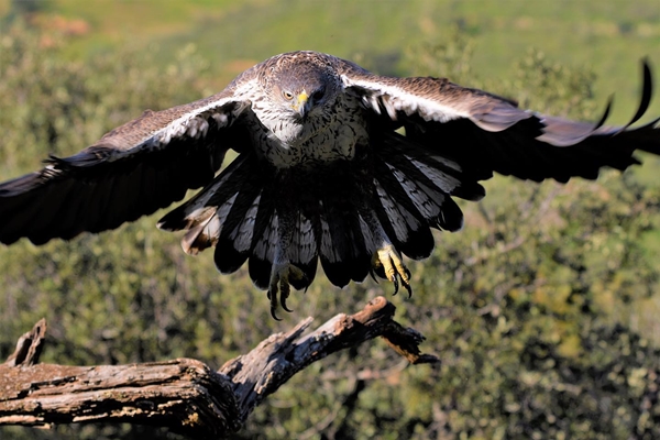 Fauna Cerro Masatrigo 108