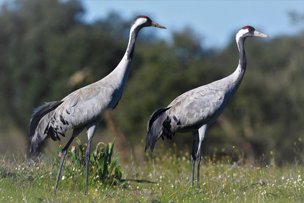 Fauna Cerro Masatrigo 109