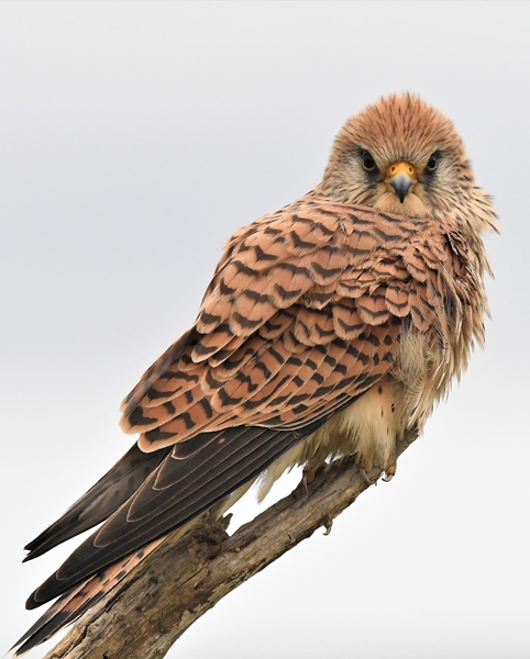Fauna Cerro Masatrigo 11