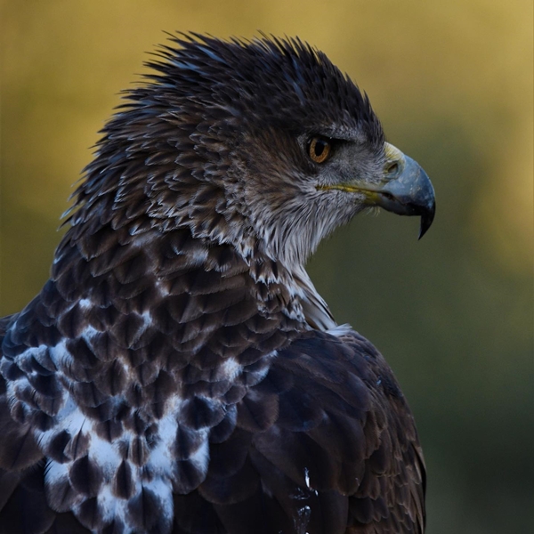 Fauna Cerro Masatrigo 13