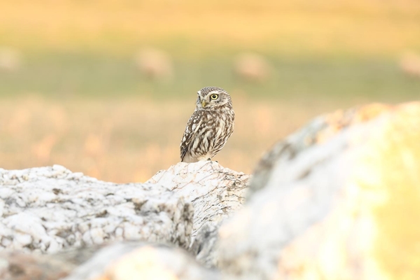 Fauna Cerro Masatrigo 16