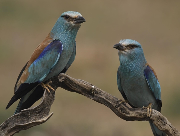 Fauna Cerro Masatrigo 19