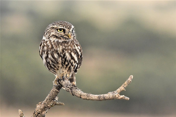 Fauna Cerro Masatrigo 22