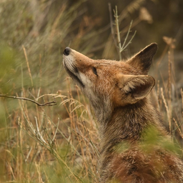 Fauna Cerro Masatrigo 23