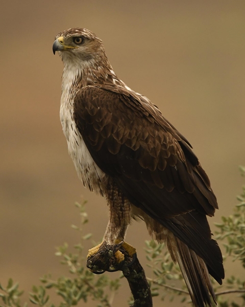 Fauna Cerro Masatrigo 24