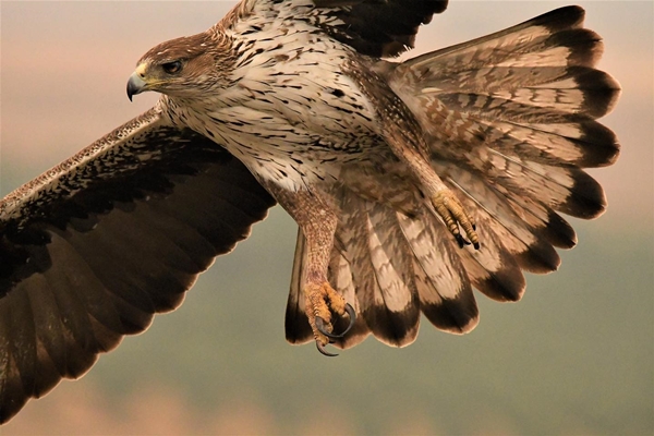 Fauna Cerro Masatrigo 26
