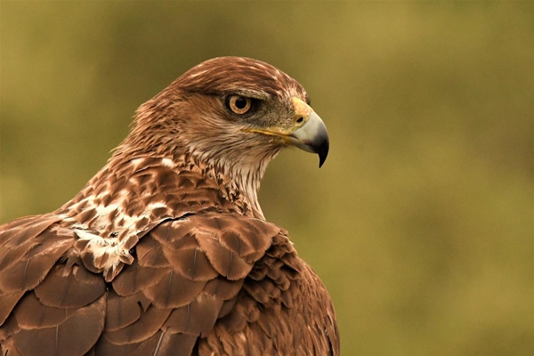 Fauna Cerro Masatrigo 27