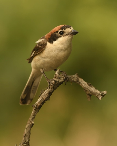 Fauna Cerro Masatrigo 28