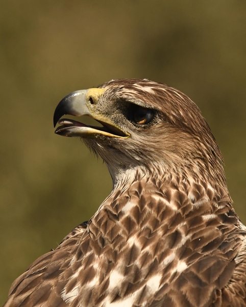 Fauna Cerro Masatrigo 29