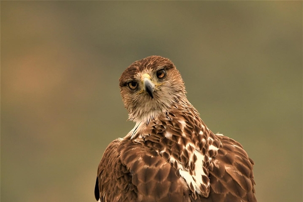 Fauna Cerro Masatrigo 30