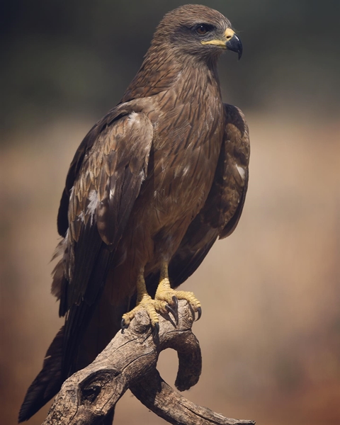 Fauna Cerro Masatrigo 31