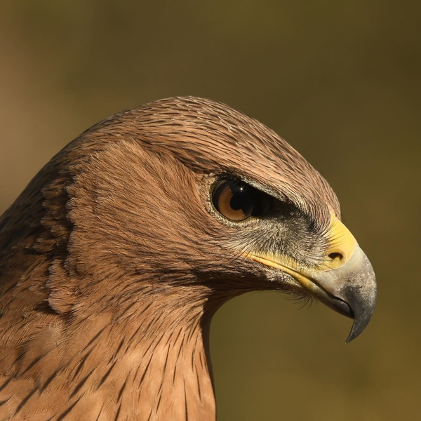 Fauna Cerro Masatrigo 32