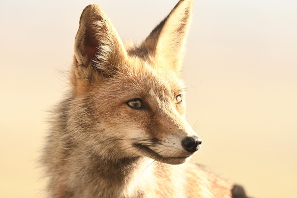 Fauna Cerro Masatrigo 33