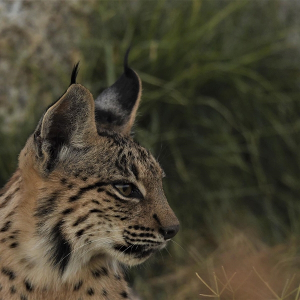 Fauna Cerro Masatrigo 34