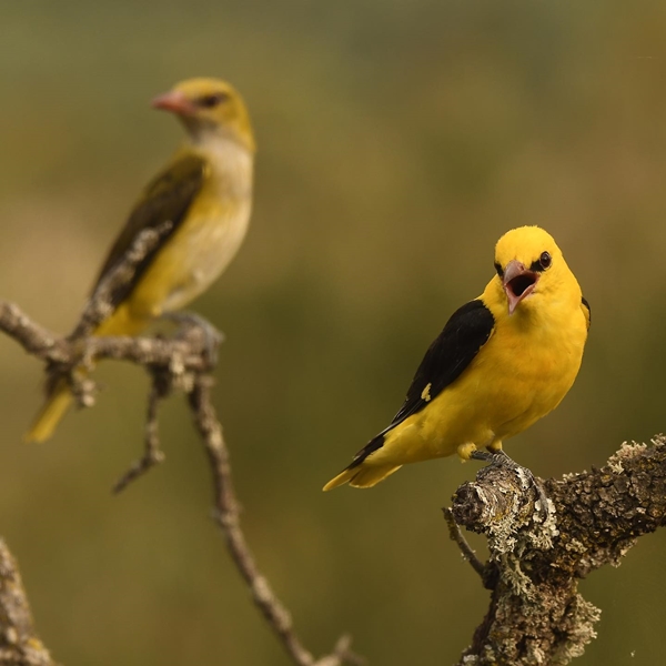 Fauna Cerro Masatrigo 35