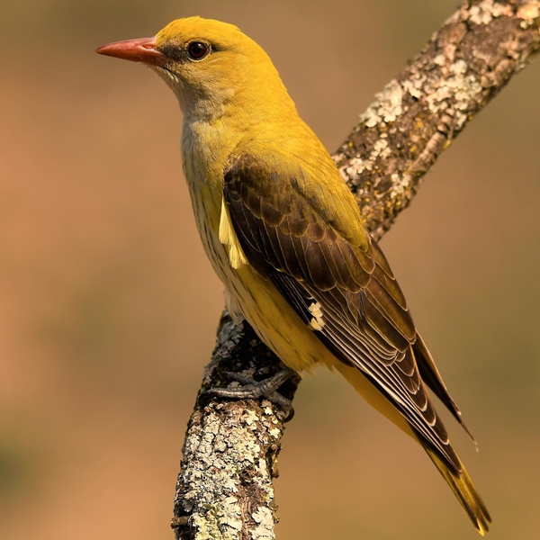 Fauna Cerro Masatrigo 36
