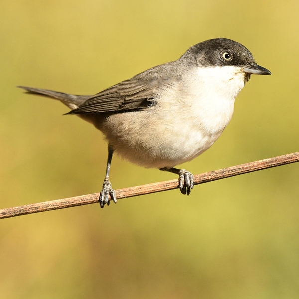 Fauna Cerro Masatrigo 37