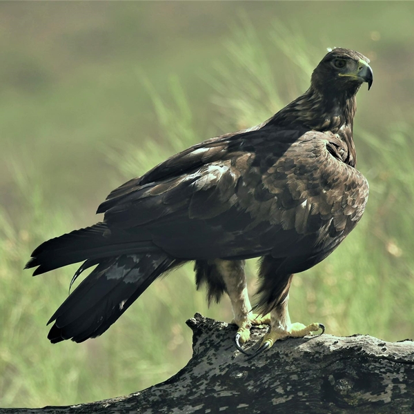 Fauna Cerro Masatrigo 38
