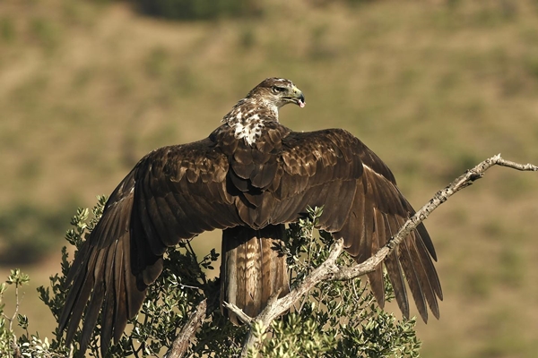 Fauna Cerro Masatrigo 40