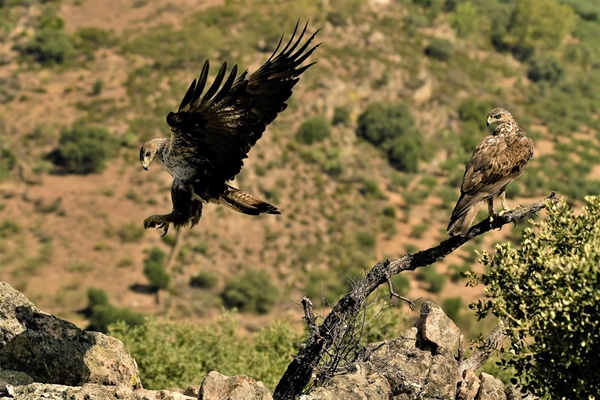 Fauna Cerro Masatrigo 41
