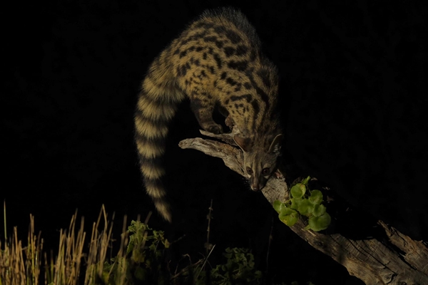Fauna Cerro Masatrigo 43