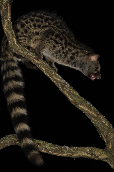 Fauna Cerro Masatrigo 44