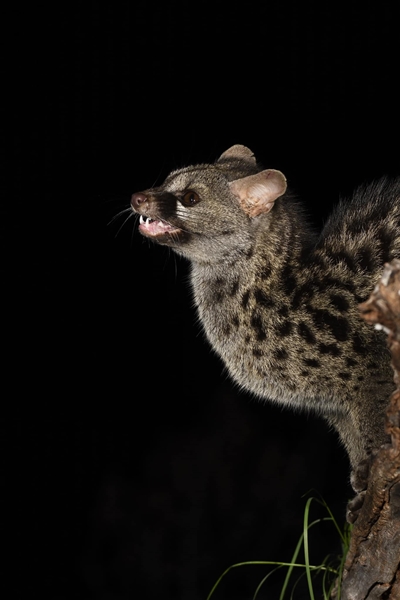 Fauna Cerro Masatrigo 45