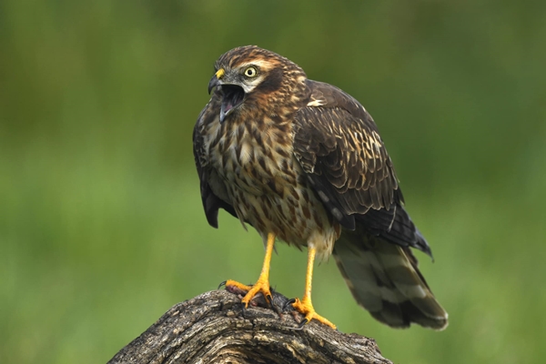 Fauna Cerro Masatrigo 47