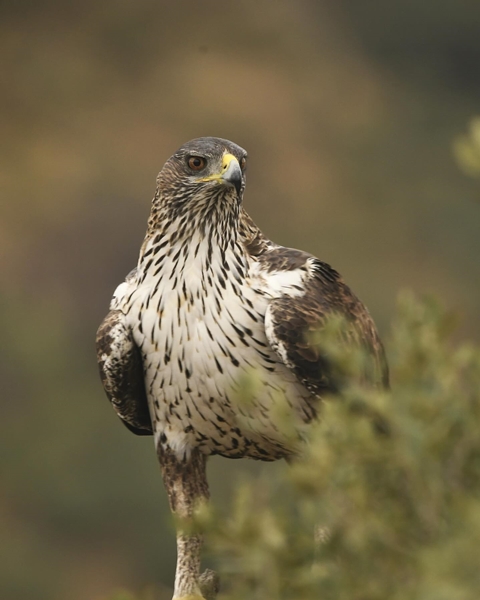 Fauna Cerro Masatrigo 49