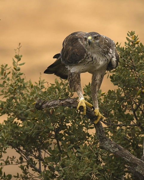 Fauna Cerro Masatrigo 50