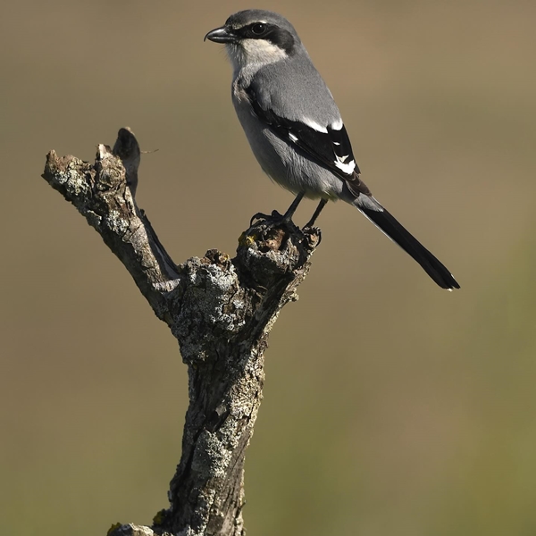 Fauna Cerro Masatrigo 55