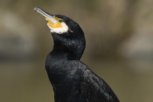 Fauna Cerro Masatrigo 56