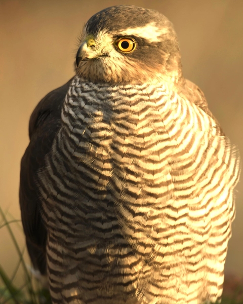 Fauna Cerro Masatrigo 57