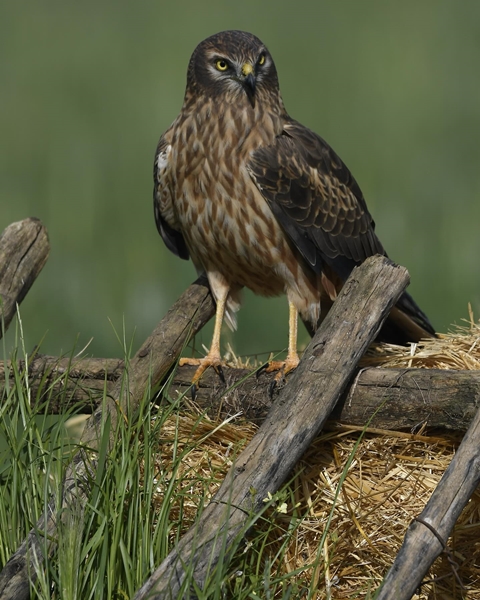 Fauna Cerro Masatrigo 58