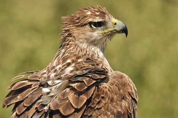 Fauna Cerro Masatrigo 59