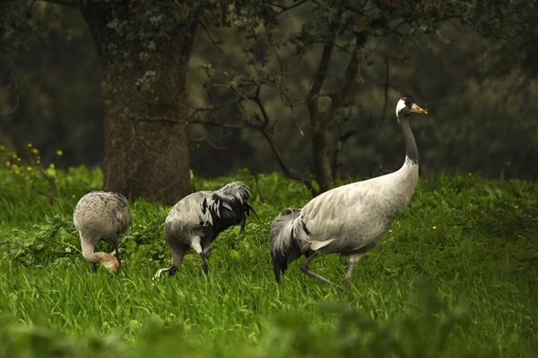 Fauna Cerro Masatrigo 60