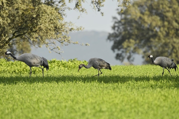 Fauna Cerro Masatrigo 61