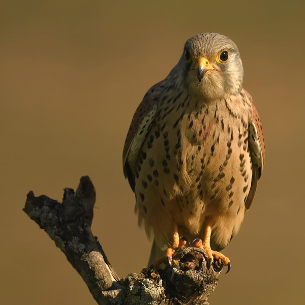 Fauna Cerro Masatrigo 62