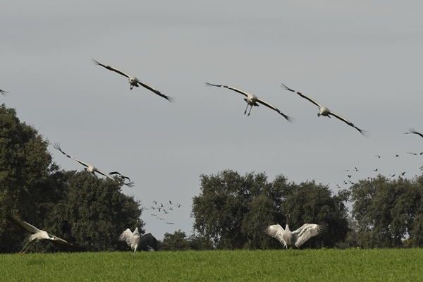 Fauna Cerro Masatrigo 63