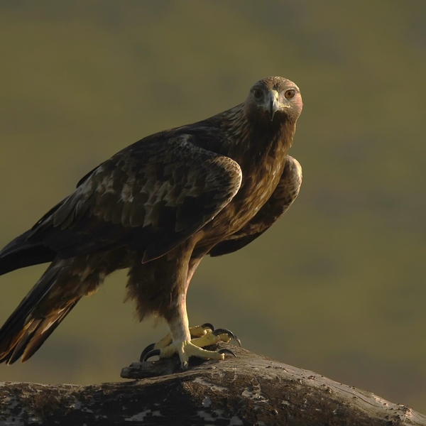 Fauna Cerro Masatrigo 64