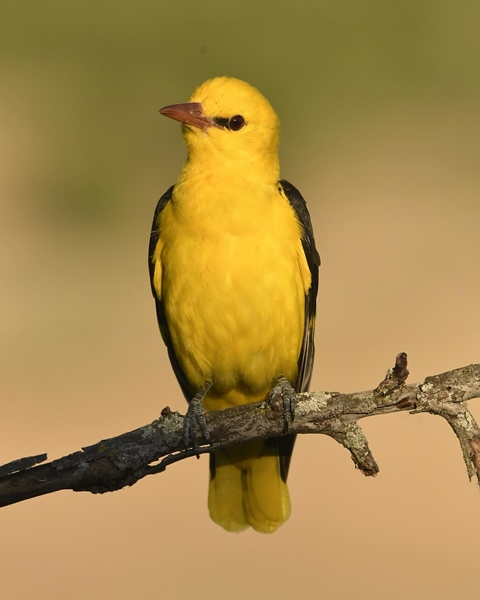 Fauna Cerro Masatrigo 67